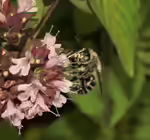 Anthophora quadrimaculata im Garten (Einrichtungsbeispiele mit Vierfleck-Pelzbiene)