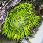Anthopleura xanthogrammica im Aquarium halten (Einrichtungsbeispiele für Grüne Riesenanemone)