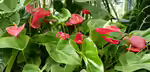 Anthurium andraeanum im Terrarium pflanzen (Einrichtungsbeispiele mit Große Flamingoblume)