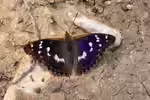 Apatura ilia im Garten (Einrichtungsbeispiele mit Kleiner Schillerfalter)