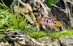Apistogramma baenschi im Aquarium halten (Einrichtungsbeispiele mit Inka Zwergbuntbarsch)