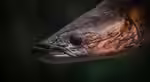 Die Gattung Arapaima – Giganten der südamerikanischen Süßwasserwelten (Einrichtungsbeispiele mit Arapaima-Arten)
