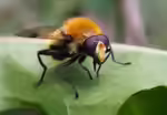 Arctophila superbiens im Garten (Einrichtungsbeispiele mit Gelbbraune Gebirgsschwebfliege)