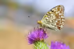 Feuriger Perlmutterfalter im Garten (Einrichtungsbeispiele mit Argynnis adippe)