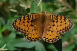 Großer Perlmutterfalter im Garten (Einrichtungsbeispiele mit Argynnis aglaja)