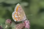 Großer Sonnenröschen-Bläuling im Garten (Einrichtungsbeispiele mit Aricia artaxerxes)