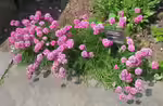 Armeria maritima im Garten pflanzen (Einrichtungsbeispiele mit Strand-Grasnelke)