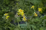 Arnica montana im Garten pflanzen (Einrichtungsbeispiele mit Echte Arnika)