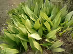 Aspidistra elatior im Terrarium pflanzen (Einrichtungsbeispiele mit Schusterpalme)