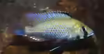 Astatotilapia calliptera im Aquarium halten (Einrichtungsbeispiele mit Calliptera-Maulbrüter)