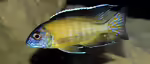 Aulonocara stuartgranti: Grants Maulbrüter im Aquarium halten (Einrichtungsbeispiele mit Aulonocara stuartgranti)