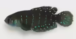 Austrolebias affinis: Affinis-Perlenfische im Aquarium halten (Einrichtungsbeispiele mit Austrolebias affinis)