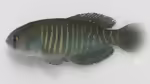 Austrolebias melanoorus im Aquarium halten (Einrichtungsbeispiele mit Austrolebias melanoorus)