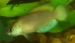 Austrolebias quirogai im Aquarium halten (Einrichtungsbeispiele mit Austrolebias quirogai)