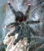 Avicularia metallica im Terrarium halten (Einrichtungsbeispiele mit Rotfussvogelspinne Guyana)