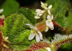 Begonia sarawak im Terrarium pflanzen (Einrichtungsbeispiele mit Kletternde Miniaturbegonie)