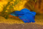 Betta splendens im Aquarium halten (Einrichtungsbeispiele mit Siamesischer Kampffisch)