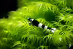 Caridina cantonensis: Bienengarnele im Aquarium (Einrichtungsbeispiele mit Bienengarnelen)