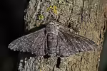 Biston betularia im Garten (Einrichtungsbeispiele mit Birkenspanner)