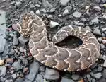 Bitis arietans im Terrarium halten (Einrichtungsbeispiele mit Puffotter)