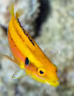 Bodianus bimaculatus im Aquarium halten (Einrichtungsbeispiele für Zweipunktlippfisch)