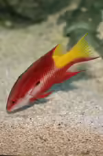 Bodianus pulchellus im Aquarium halten (Einrichtungsbeispiele für Kubalippfisch)