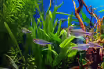 Aquarien mit Boehlkea fredcochui (Blauer Perusalmler)