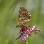 Hochmoor-Perlmutterfalter im Garten (Einrichtungsbeispiele mit Boloria aquilonaris)
