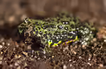 Bombina orientalis im Terrarium halten (Einrichtungsbeispiele mit Chinesische Rotbauchunke)