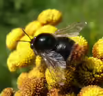 Bombus confusus im Garten (Einrichtungsbeispiele mit Samthummel)