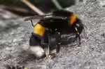 Bombus cryptarum im Garten (Einrichtungsbeispiele mit Heide-Erdhummel)
