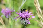 Bombus lapidarius im Garten (Einrichtungsbeispiele mit Steinhummel)