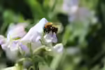 Bombus pascuorum im Garten (Einrichtungsbeispiele mit Ackerhummel)