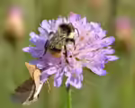 Bombus sylvarum im Garten (Einrichtungsbeispiele mit Bunte Hummel)