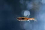 Boraras maculatus im Aquarium halten (Einrichtungsbeispiele mit Zwergbärblingen)