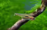 Boraras urophthalmoidess im Aquarium halten (Einrichtungsbeispiele mit Längsband-Zwergbärbling)