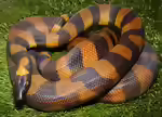 Bothrochilus boa: Bismarck-Ringpython im Terrarium halten (Einrichtungsbeispiele mit Bismarck-Ringpython)