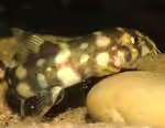 Botia kubotai im Aquarium halten (Einrichtungsbeispiele mit Sternchenschmerle)