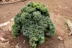 Brassica oleracea var. acephala im Garten pflanzen (Einrichtungsbeispiele mit Baumkohl)