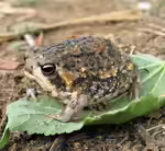 Breviceps adspersus im Terrarium halten (Einrichtungsbeispiele mit Gesprenkelter Kurzkopffrosch)