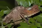 Brookesia stumpffi im Terrarium halten (Einrichtungsbeispiele mit Stummelschwanzchamäleon)
