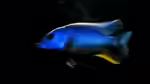 Aquarien mit Buccochromis atritaeniatus