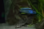Buccochromis spectabilis im Aquarium halten (Einrichtungsbeispiele mit Buccochromis spectabilis)
