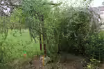 Buddleja alternifolia im Garten pflanzen (Einrichtungsbeispiele mit Wechselblättriger Sommerflieder)