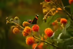Buddleja globosa im Garten pflanzen (Einrichtungsbeispiele mit Kugel-Sommerflieder)