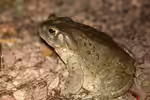 Bufo alvarius im Terrarium halten (Einrichtungsbeispiele mit Coloradokröte)