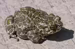 Bufo viridis im Gartenteich (Einrichtungsbeispiele mit Wechselkröte)