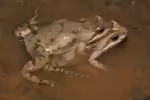 Cacosternum boettgeri: Boettgers Zwergpfützenfrosch im Terrarium halten (Einrichtungsbeispiele mit Cacosternum boettgeri)