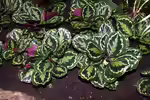 Calathea roseopicta im Terrarium pflanzen (Einrichtungsbeispiele mit Korbmarante-Pfeilwurz)