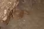 Candoia aspera im Terrarium halten (Einrichtungsbeispiele mit Neuguinea-Boa)